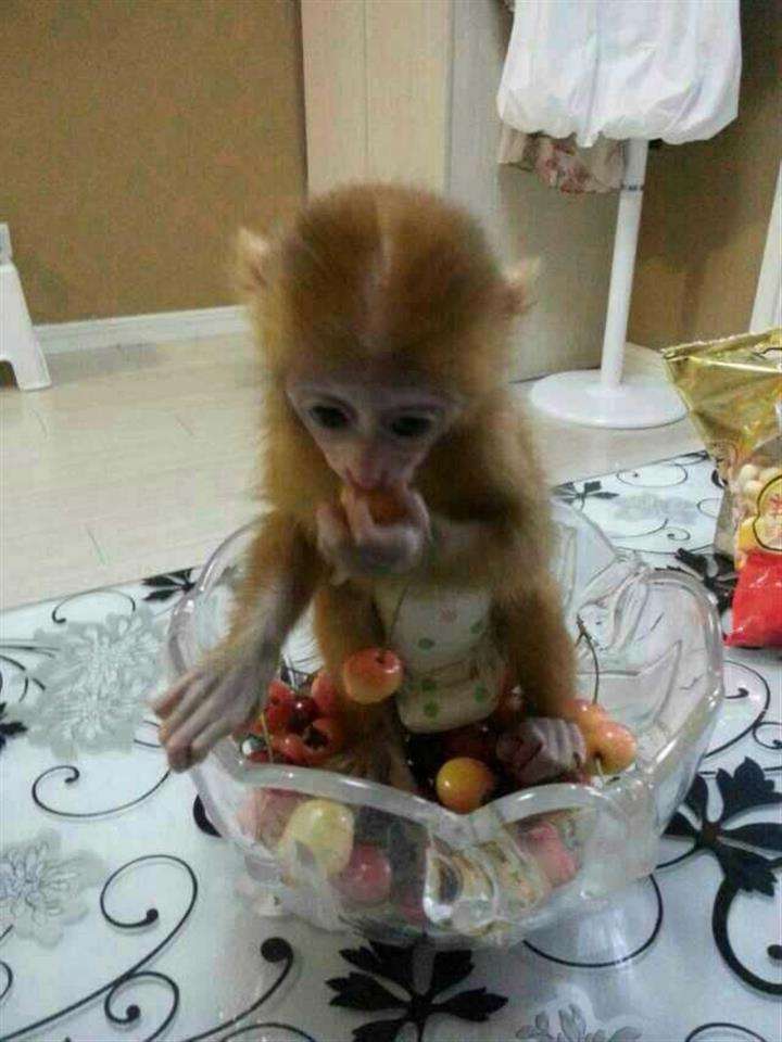 玻宓恩分校毕业证